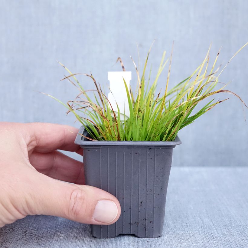 Amostra de Acorus gramineus Hakuro Nishiki Vaso de 8/9 cm tal como entregue no outono