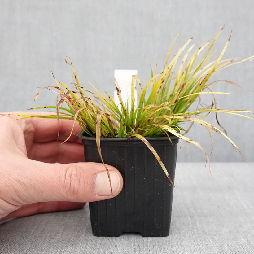 Amostra de Acorus gramineus Hakuro Nishiki - Jonc japonais doré Godet de 8/9 cm tal como entregue no inverno