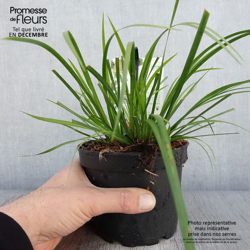 Amostra de Acorus gramineus Licorice Vaso de 1,5 L/2 L tal como entregue no outono