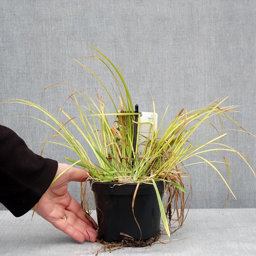 Amostra de Acorus gramineus Licorice - Jonc japonais Vaso de 1,5 L/2 L tal como entregue no inverno