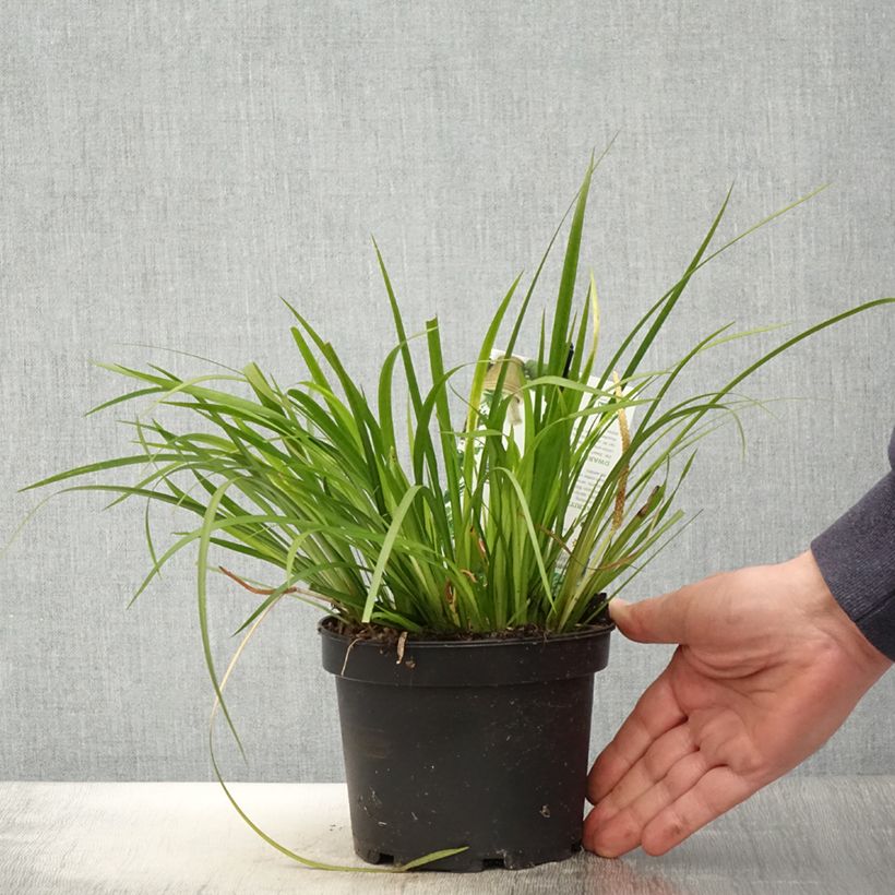 Amostra de Acorus gramineus Licorice Vaso de 1,5 L/2 L tal como entregue na primavera