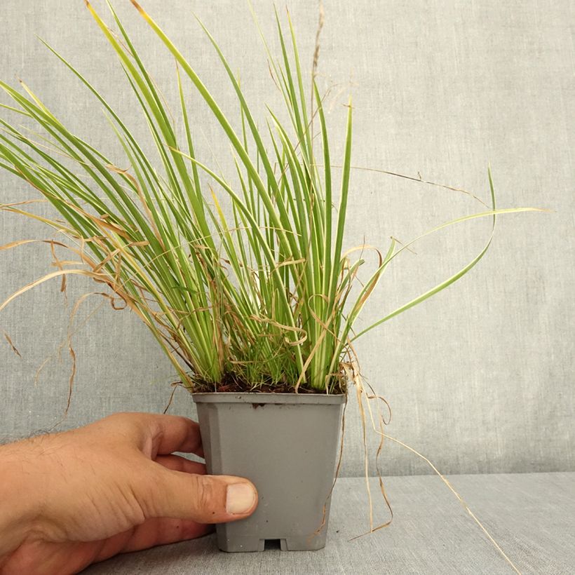 Amostra de Acorus gramineus Variegata Vaso de 8/9 cm tal como entregue no verão