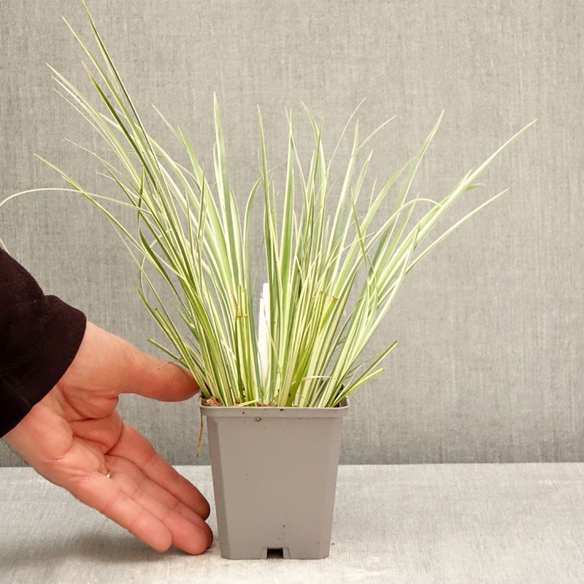 Amostra de Acorus gramineus Variegata Vaso de 8/9 cm tal como entregue na primavera