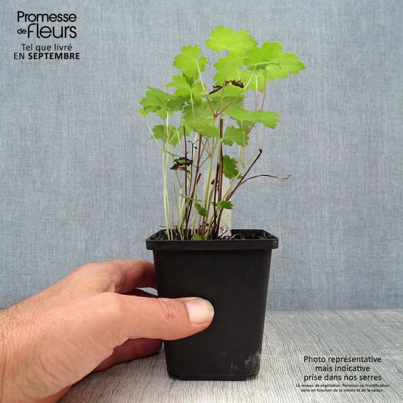 Amostra de Actaea japonica Cheju Vaso de 8/9 cm tal como entregue no outono