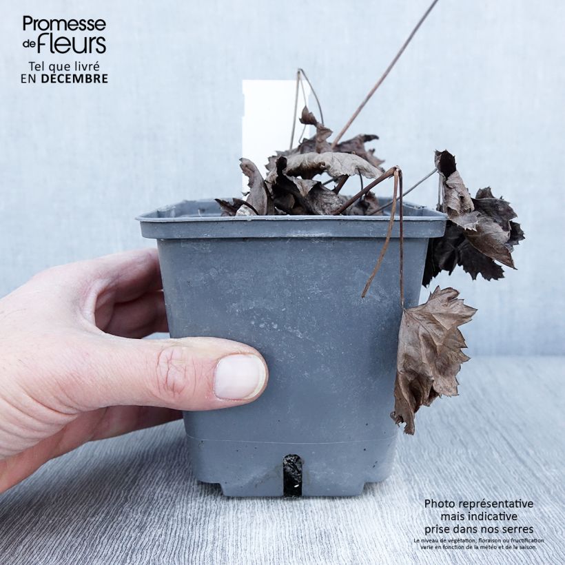 Amostra de Actaea japonica Cheju Vaso de 1 L/1,5 L tal como entregue no outono