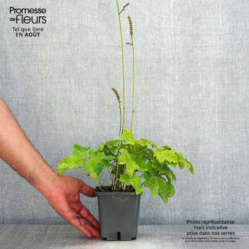 Amostra de Actaea japonica Cheju Vaso de 1 L/1,5 L tal como entregue no verão