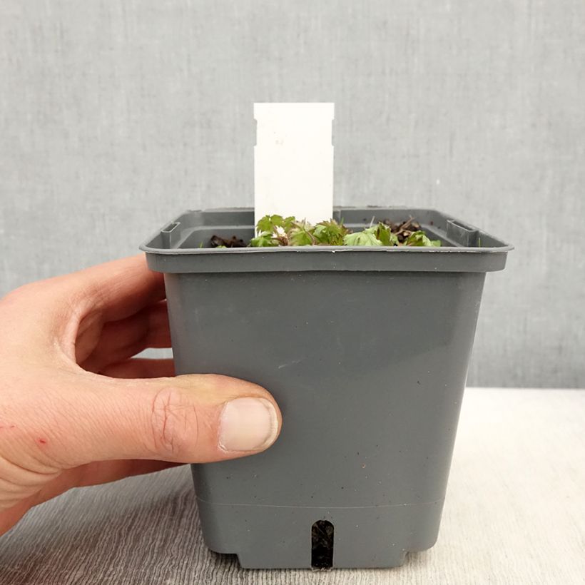 Amostra de Actaea japonica Cheju Vaso de 1 L/1,5 L tal como entregue na primavera