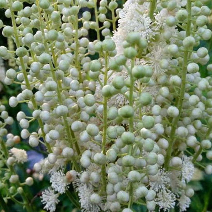 Actaea dahurica (Floração)