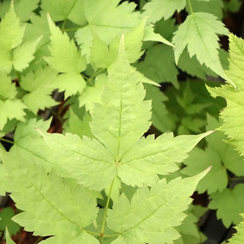 Actaea pachypoda Misty Blue (Folhagem)