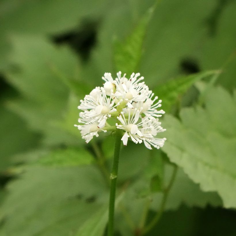 Actaea pachypoda Misty Blue (Floração)