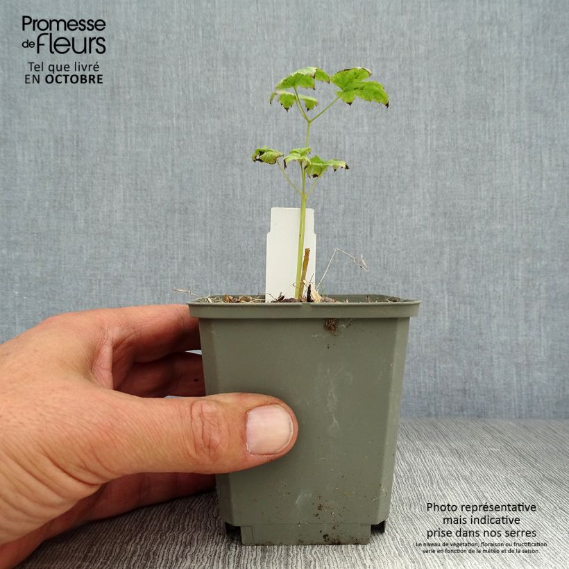 Amostra de Actaea pachypoda Misty Blue Vaso de 8/9 cm tal como entregue no outono