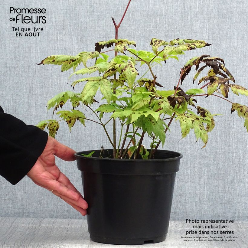 Amostra de Actaea pachypoda Misty Blue Vaso de 3 L/4 L tal como entregue no verão