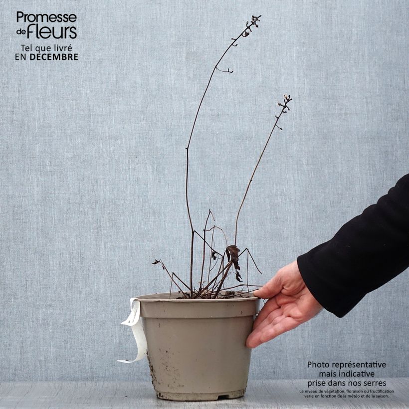 Amostra de Actaea pachypoda Misty Blue - Actée à gros pédicelles Vaso de 3 L/4 L tal como entregue no inverno