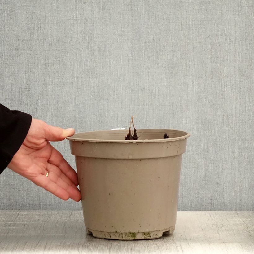 Amostra de Actaea pachypoda Misty Blue Vaso de 3 L/4 L tal como entregue na primavera