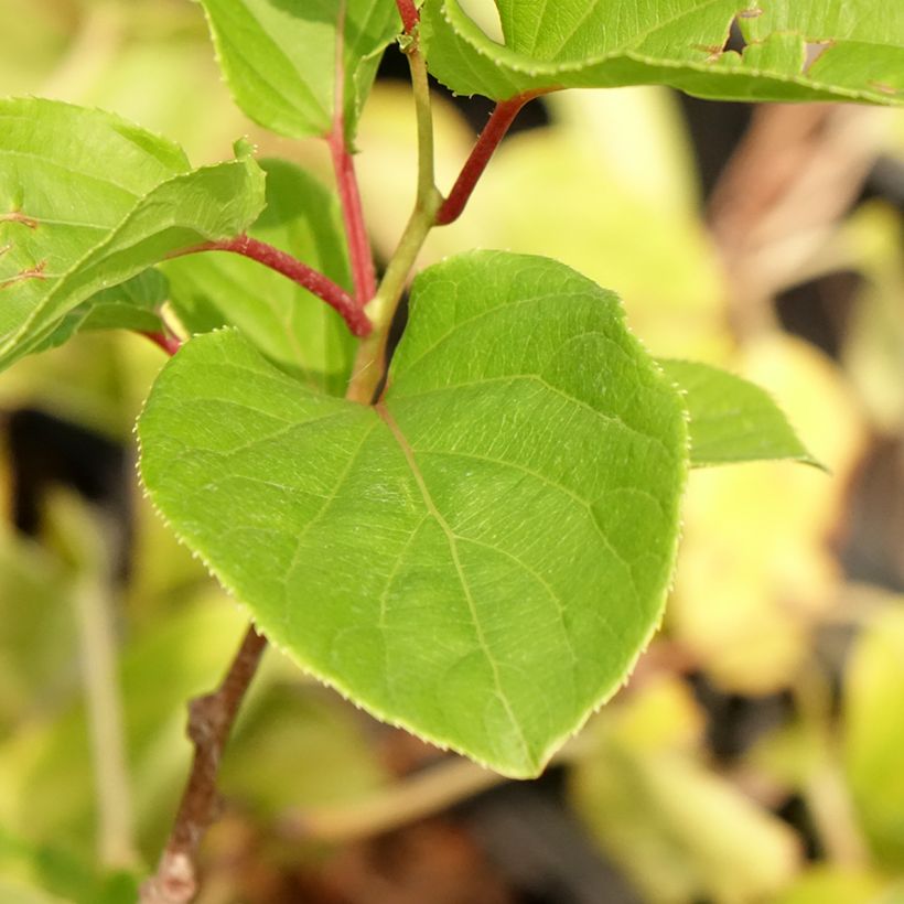 Kiwi Domino fêmea - Actinidia arguta (Folhagem)