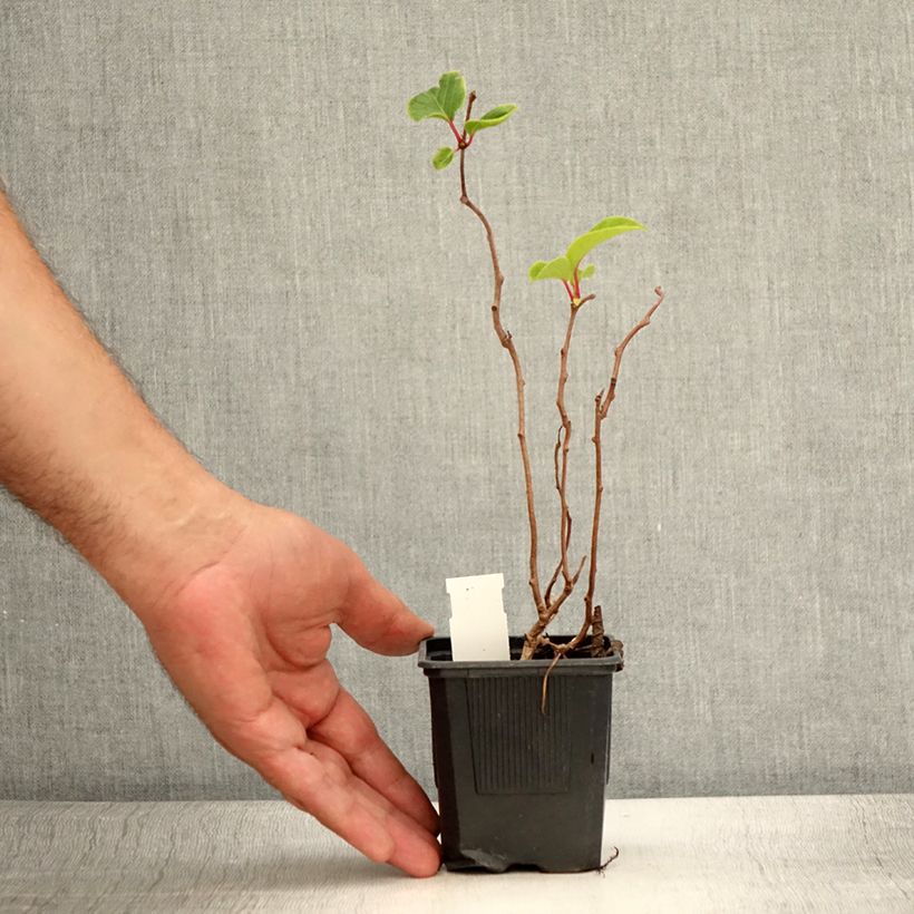 Amostra de Kiwi Domino fêmea - Actinidia arguta Vaso de 10 cm/11 cm tal como entregue no verão
