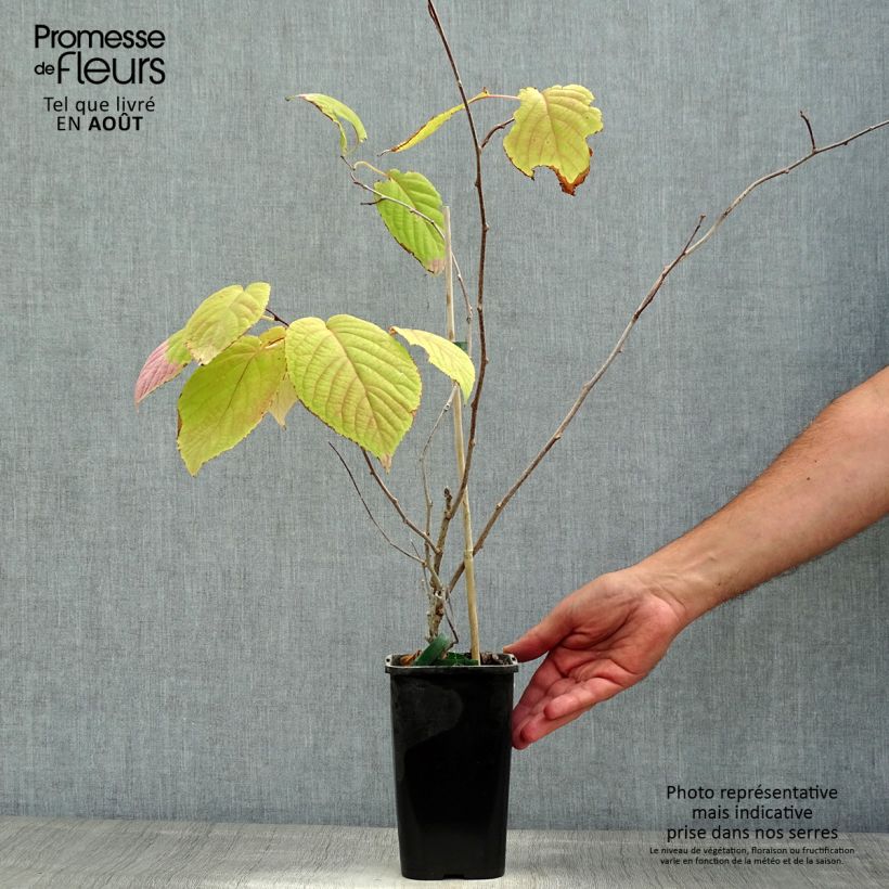 Amostra de Actinidia kolomikta Adam Vaso de 1,5 L/2 L tal como entregue no verão