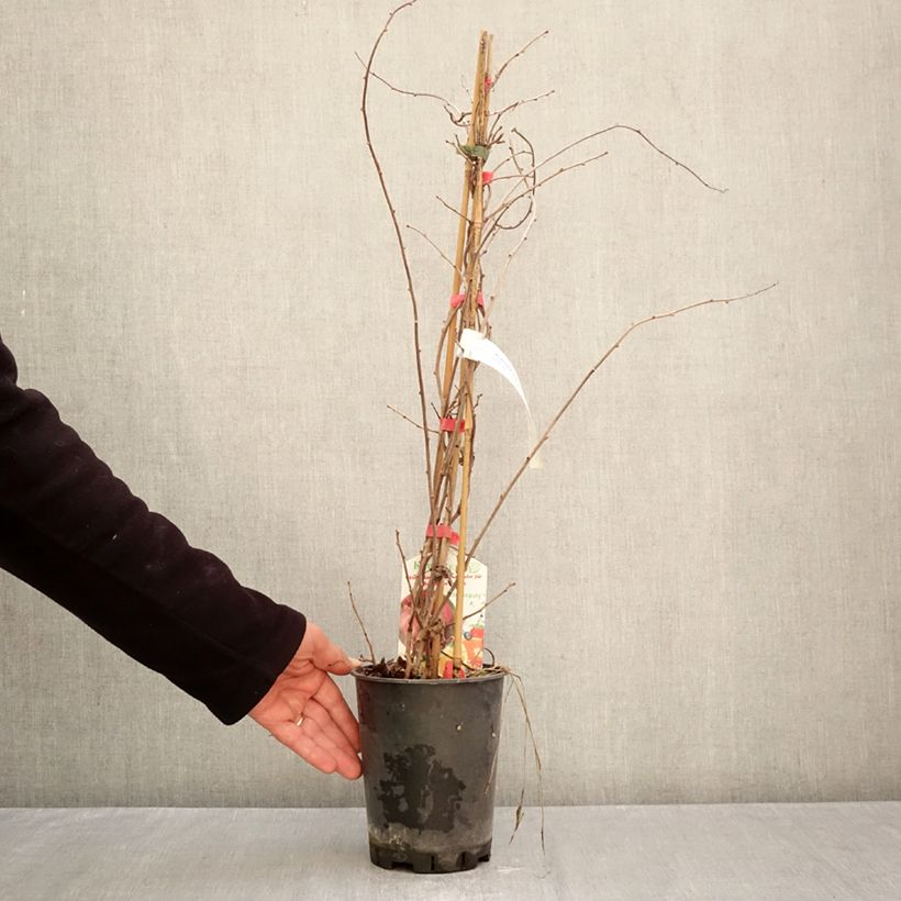Amostra de Kiwi árctico Red Beauty fêmea - Actinidia kolomikta Vaso de 2 L/3 L tal como entregue no outono