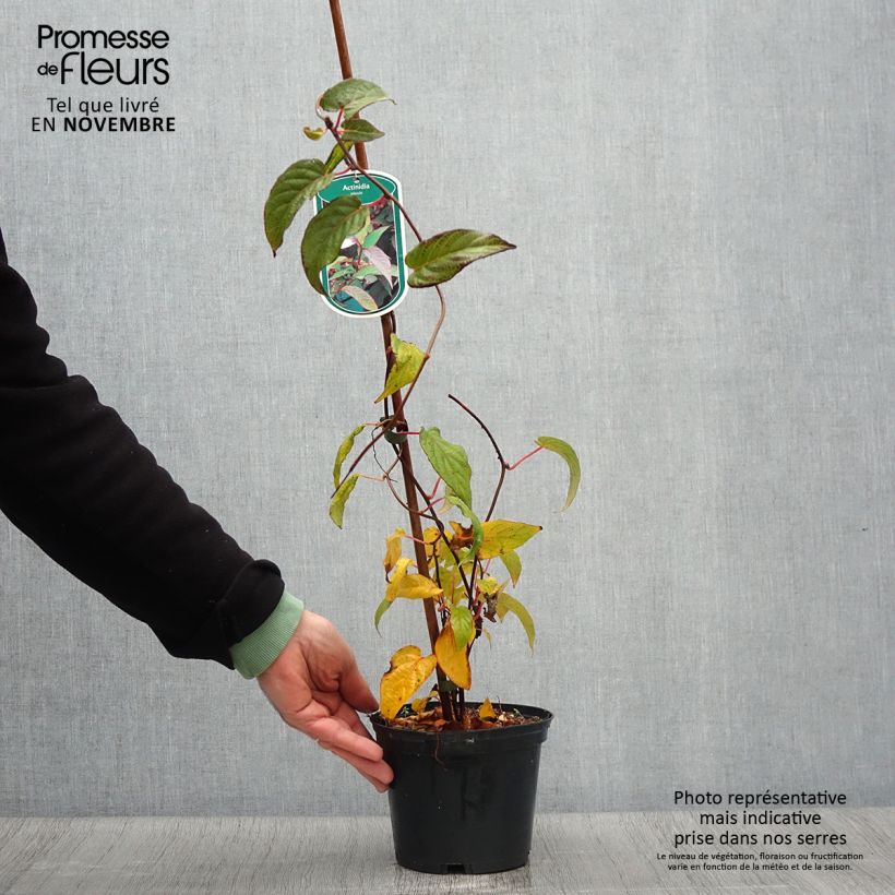 Amostra de Actinidia pilosula Vaso de 2 L/3 L tal como entregue no outono
