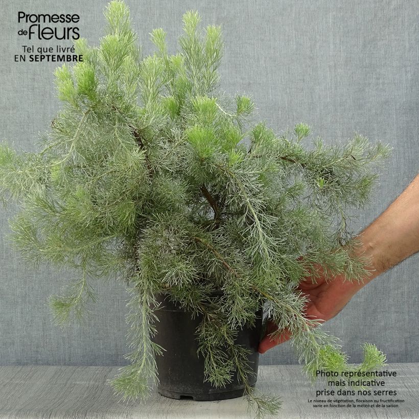 Amostra de Adenanthos sericeus Vaso de 2 L/3 L tal como entregue no outono