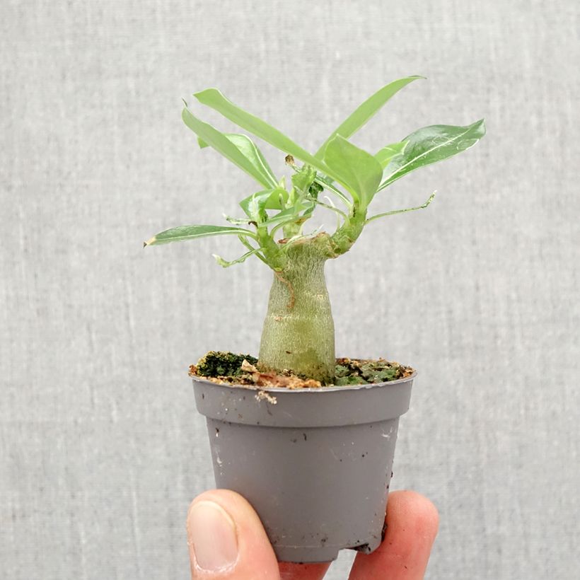 Amostra de Adenium obesum Mini-plante tal como entregue na primavera