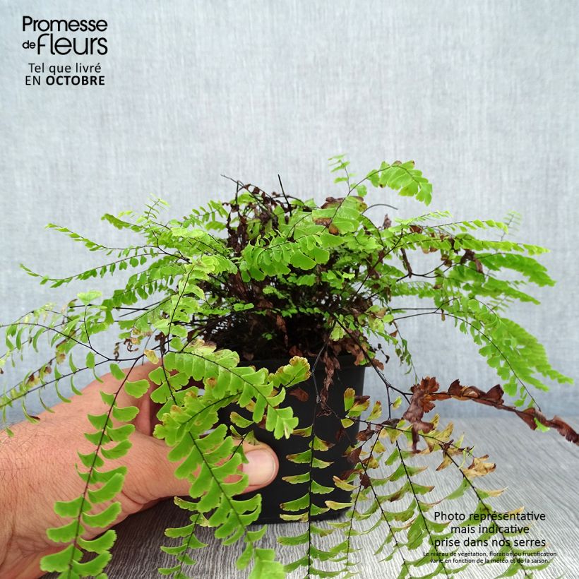 Amostra de Adiantum aleuticum Imbricatum Vaso de 8/9 cm tal como entregue no outono