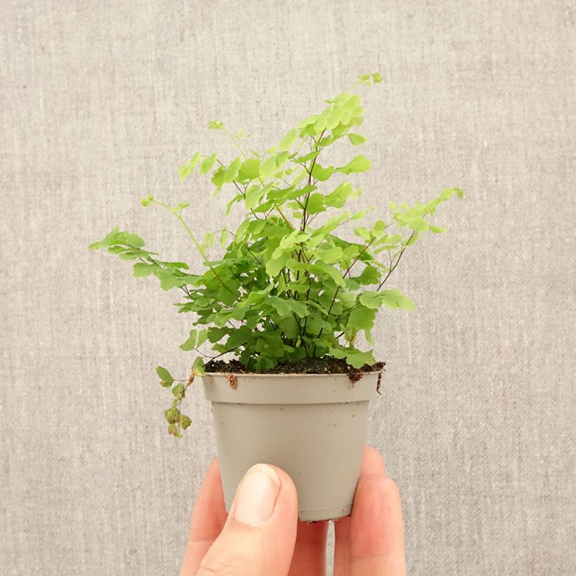 Amostra de Adiantum Fritz Lüthi - Avenca Miniplanta tal como entregue na primavera