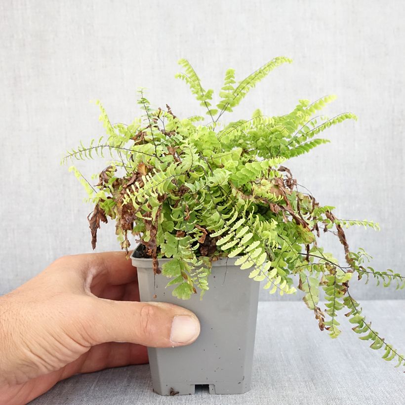 Amostra de Adiantum pedatum Vaso de 8/9 cm tal como entregue no verão