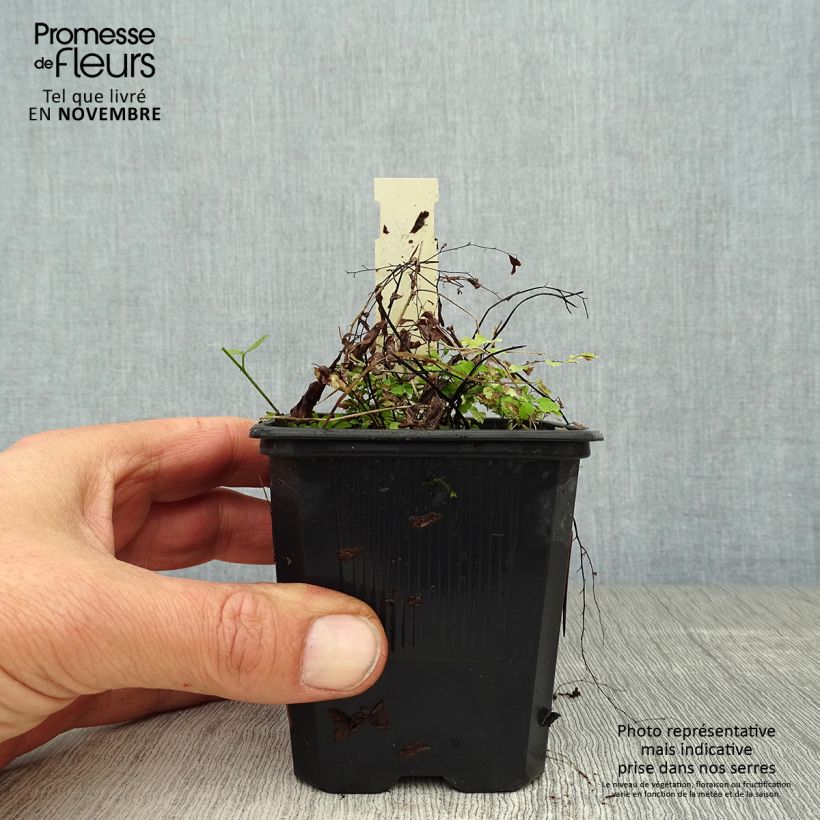 Amostra de Adiantum pedatum Vaso de 8/9 cm tal como entregue no outono