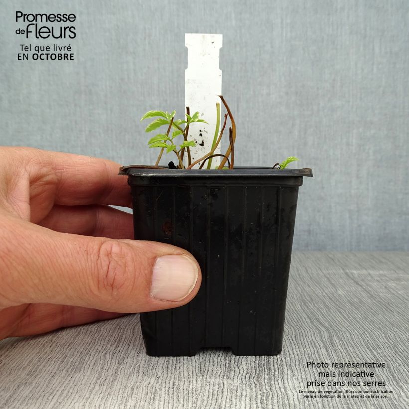 Amostra de Aegopodium podagraria Variegata Vaso de 7/8 cm tal como entregue no outono