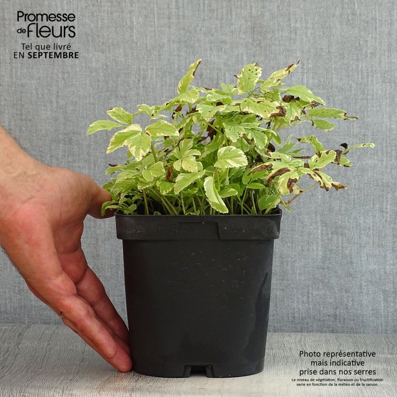 Amostra de Aegopodium podagraria Variegata Vaso de 2 L/3 L tal como entregue no verão