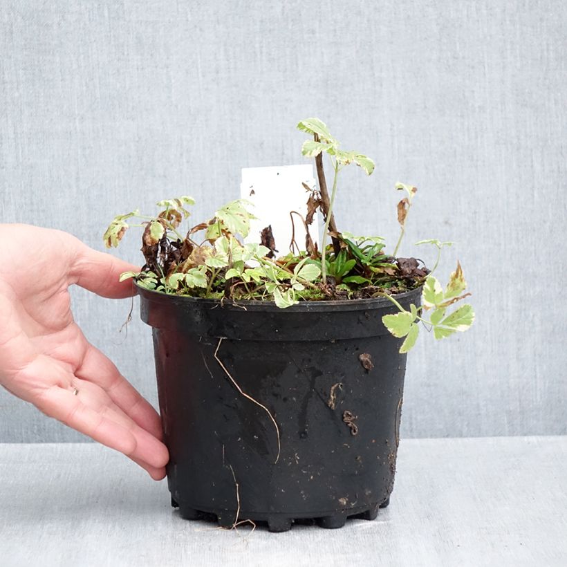 Amostra de Aegopodium podagraria Variegata Vaso de 2 L/3 L tal como entregue no outono