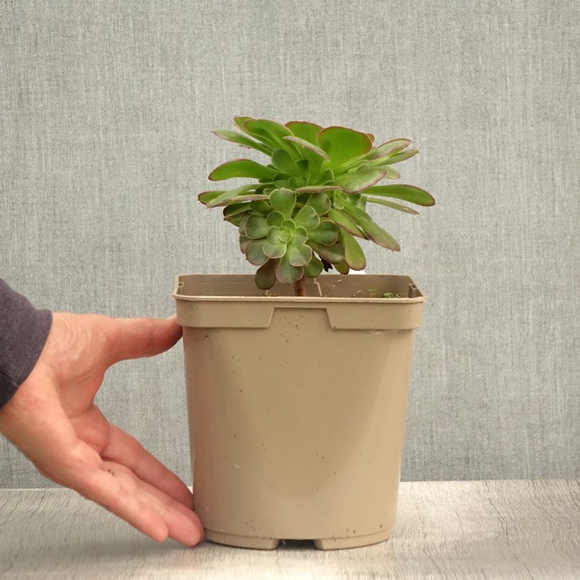 Amostra de Aeonium arboreum Garnet Vaso de 3 L/4 L tal como entregue no verão