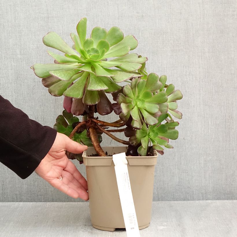 Amostra de Aeonium arboreum Kilimandjaro Vaso de 3 L/4 L tal como entregue no outono