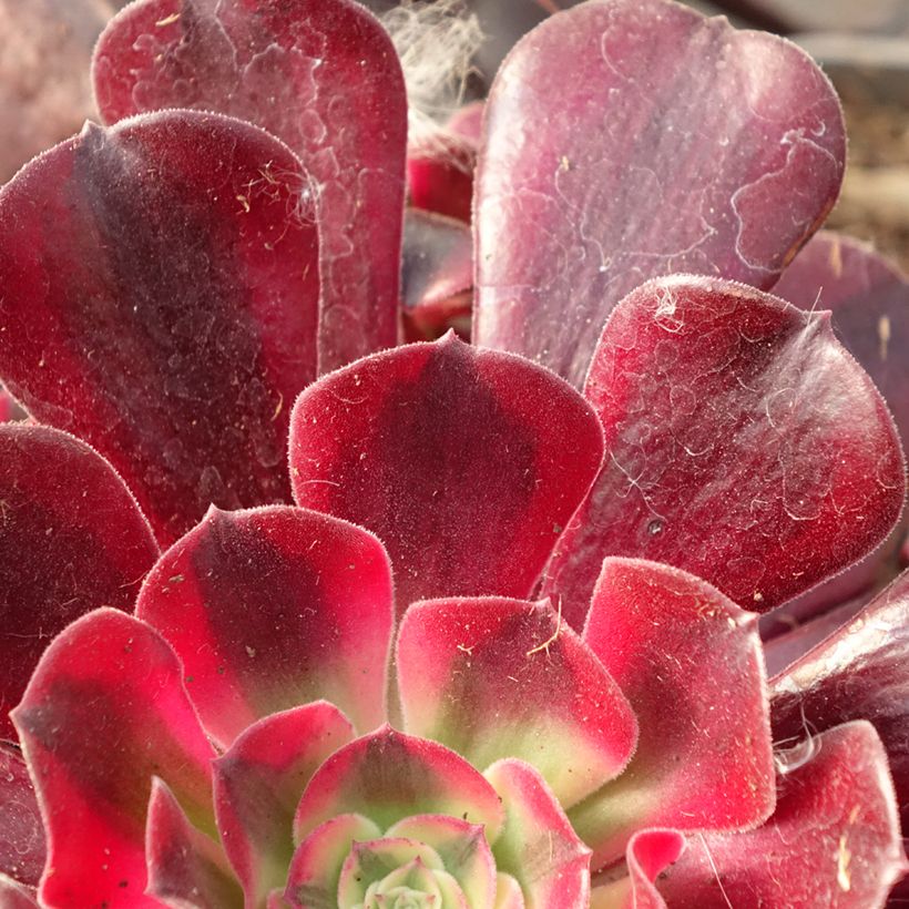 Aeonium arboreum Medusa (Folhagem)