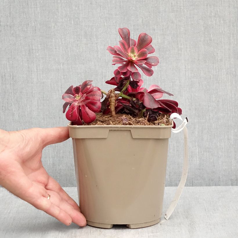 Amostra de Aeonium arboreum Medusa Vaso de 3 L/4 L tal como entregue no verão