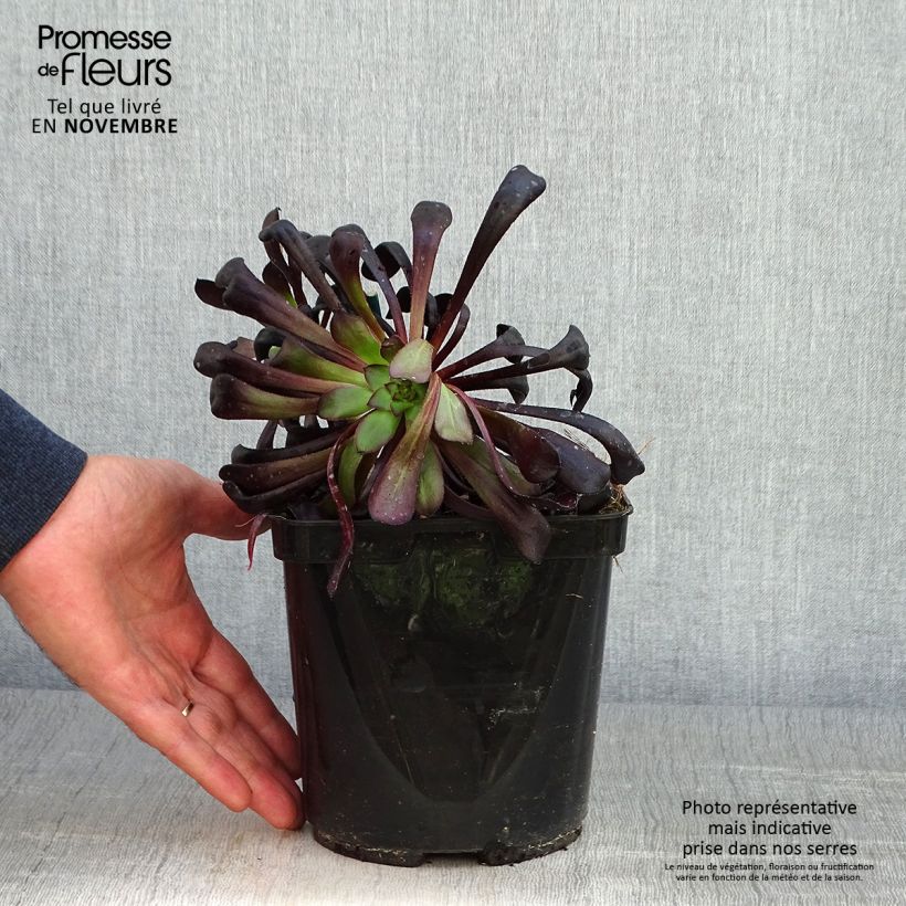 Amostra de Aeonium arboreum Schwarzkopf Vaso de 3 L/4 L tal como entregue no outono