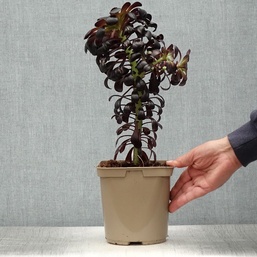 Amostra de Aeonium arboreum Schwarzkopf Vaso de 3 L/4 L tal como entregue no verão