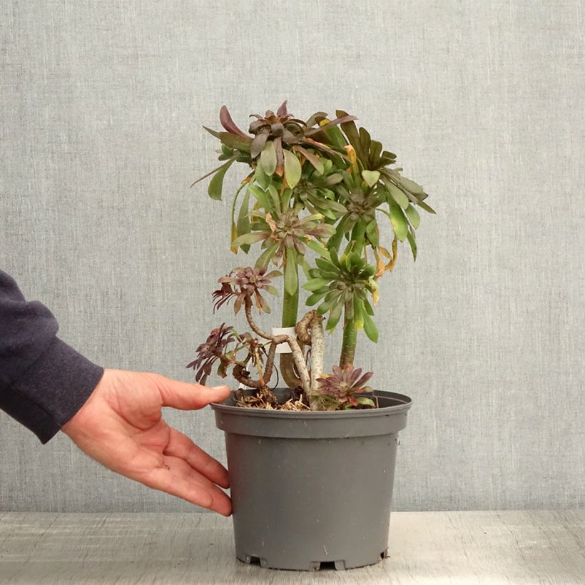 Amostra de Aeonium arboreum Schwarzkopf Vaso de 3 L/4 L tal como entregue na primavera
