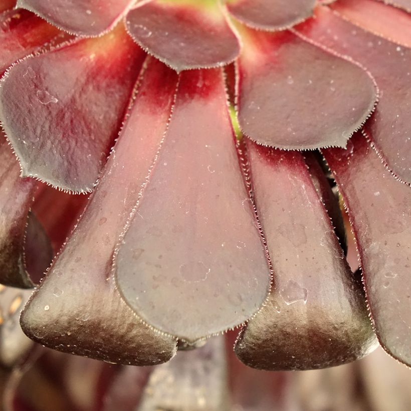 Aeonium arboreum Schwarzkopf (Folhagem)
