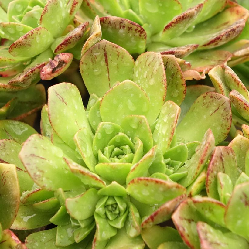 Aeonium Bronze Medal (Folhagem)