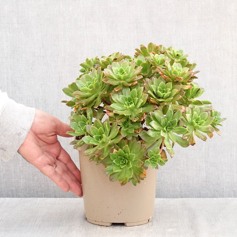 Amostra de Aeonium Bronze Medal Vaso de 3 L/4 L tal como entregue no outono