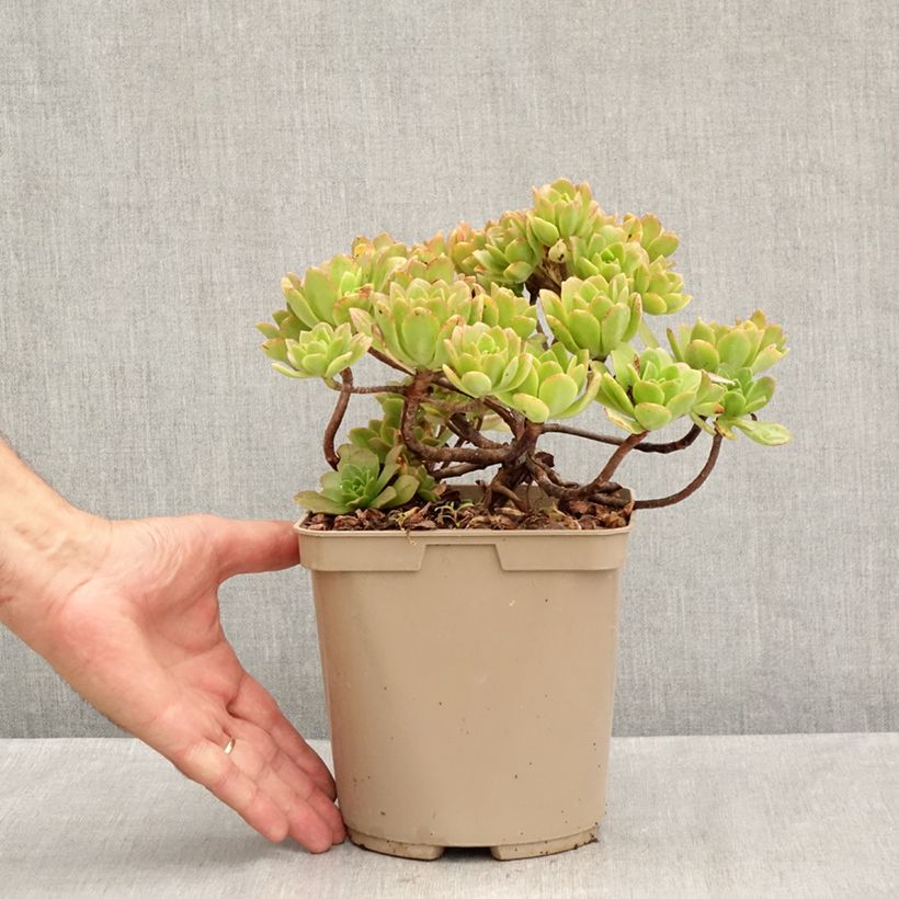 Amostra de Aeonium Bronze Medal Vaso de 3 L/4 L tal como entregue no verão
