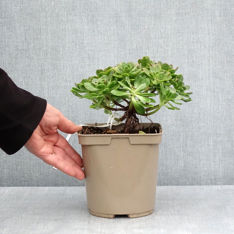 Amostra de Aeonium Bronze Medal Vaso de 3 L/4 L tal como entregue na primavera