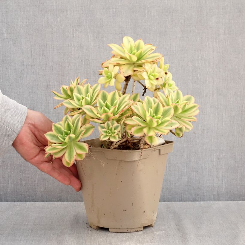 Amostra de Aeonium haworthii Floresens Vaso de 3 L/4 L tal como entregue no outono