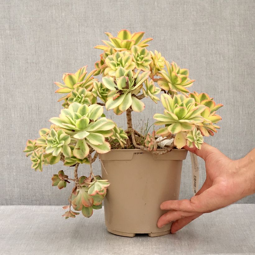 Amostra de Aeonium haworthii Floresens Vaso de 3 L/4 L tal como entregue no verão