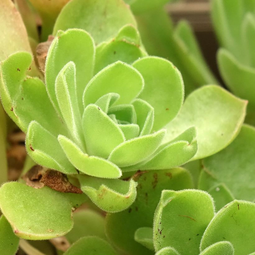 Aeonium Goblin (Folhagem)