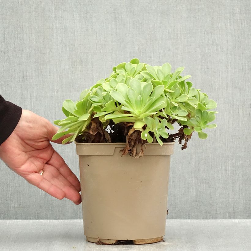 Amostra de Aeonium Goblin Vaso de 3 L/4 L tal como entregue no outono