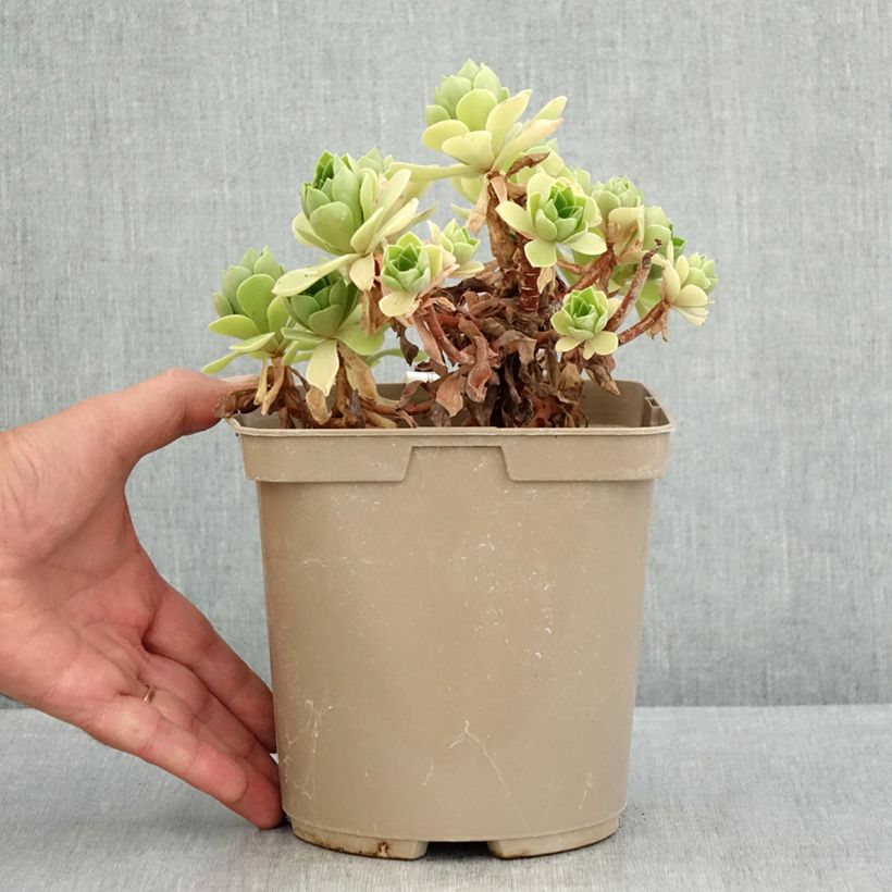 Amostra de Aeonium Goblin Vaso de 3 L/4 L tal como entregue no verão