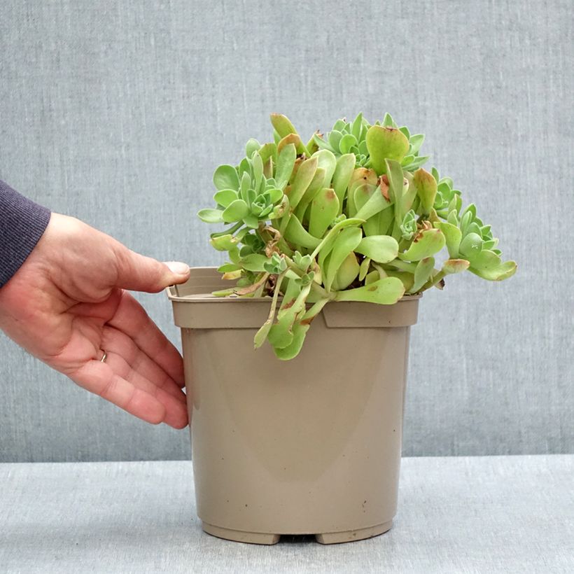 Amostra de Aeonium Goblin Vaso de 3 L/4 L tal como entregue na primavera